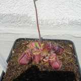 Cephalotus follicularis